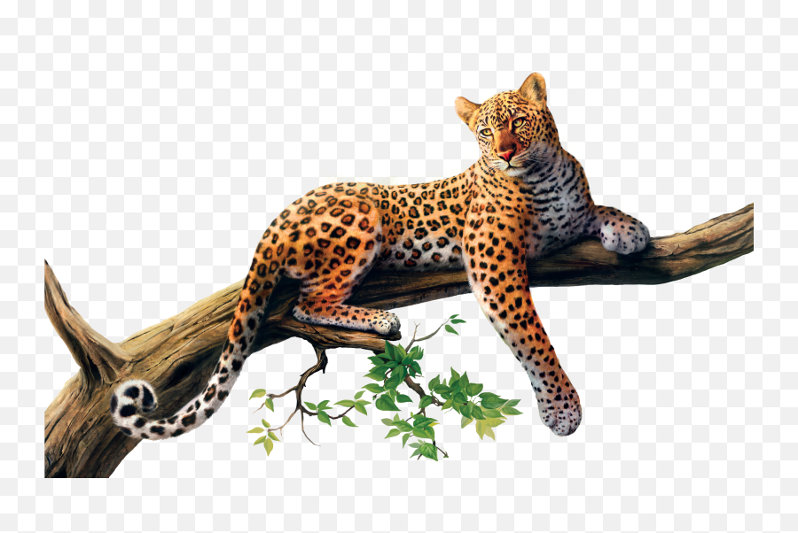 Leopard Png - Jaguar Png Emoji,Eye Emoji