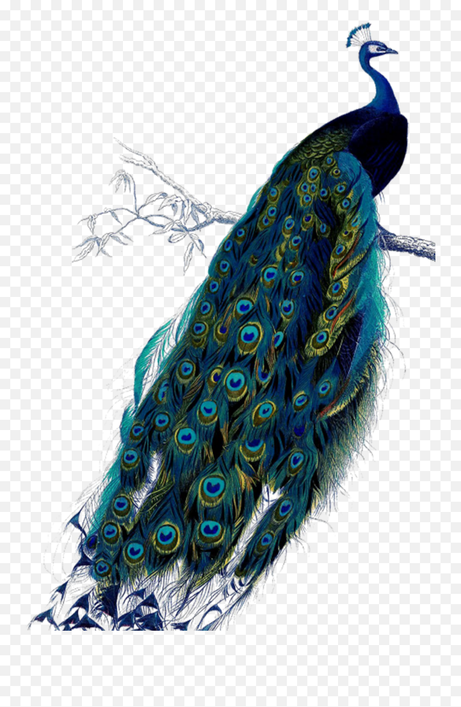 Mq Blue Peacock Bird Birds Feather - Peacock Metal Wall Plaques Emoji,Peacock Emoji