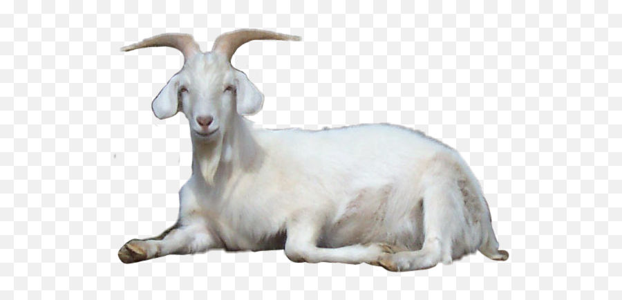 Largest Collection Of Free - Toedit Goats Stickers Saanen Goat Emoji,Goat Emoji