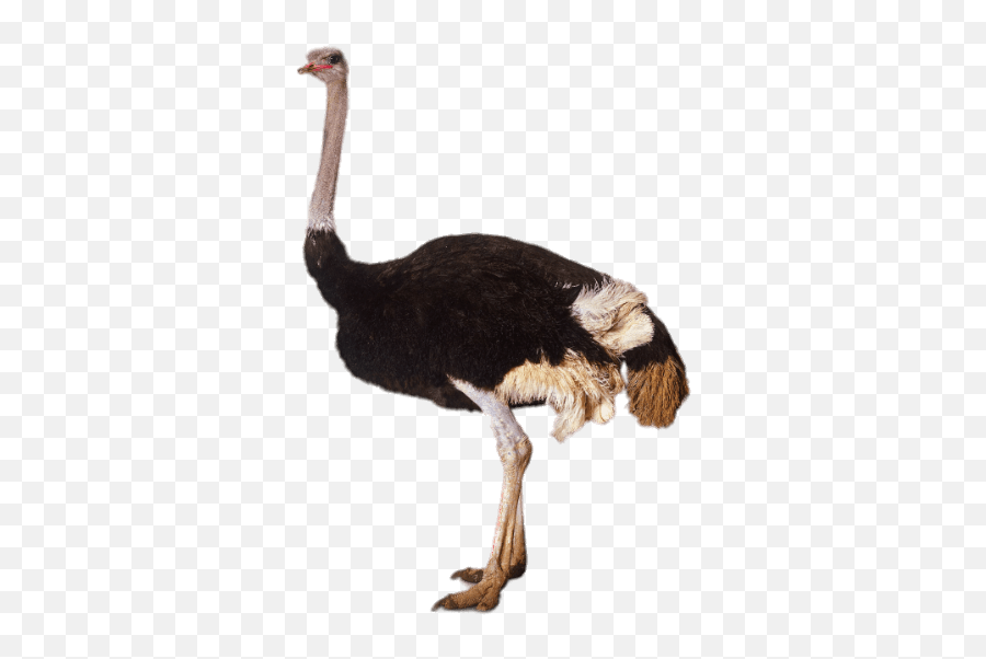 Ostrich Ostriche Birds Bird Animal - Ostrich Transparent Background Emoji,Ostrich Emoji