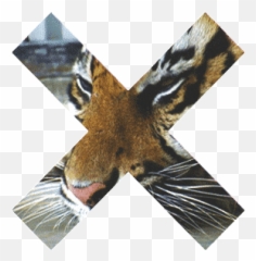 Top Lion Brings Down Giraffe Stickers - Tiger X Gif Emoji,Giraffe Emoji Android