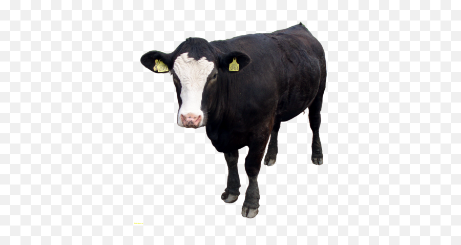 Cow Png And Vectors For Free Download - Black Cow Png Emoji,Emoji Cow