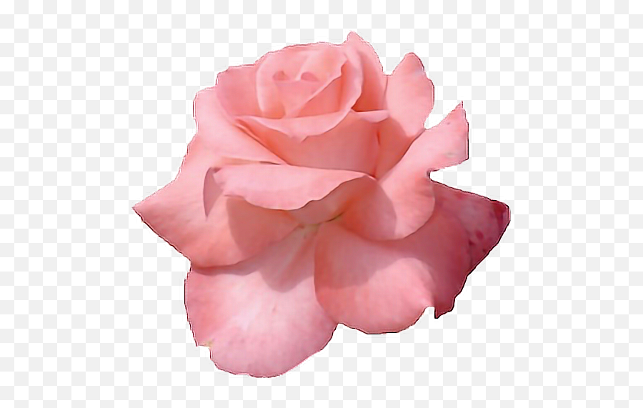 Pink Flowers Rose Clip Art Image - Gold Floral Backgrounds Rose Gold Flower Png Emoji,Pink Flower Emoji