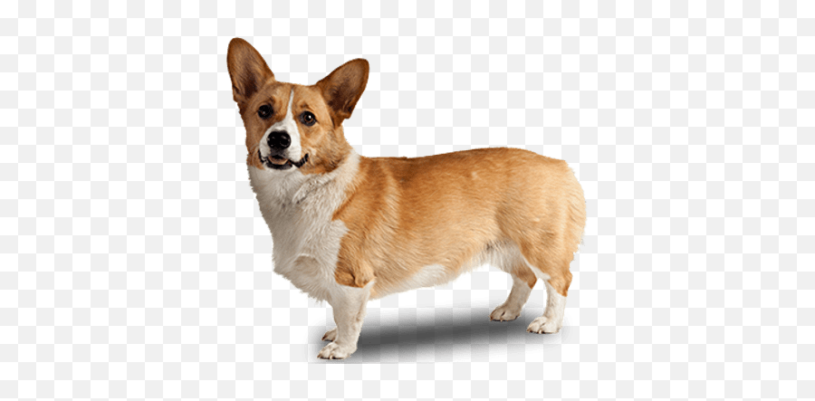 Dog Bone Clipart Pngs 48 Amazing Cliparts Dbcp - Corgi Transparent Background Emoji,Dog Bone Emoji