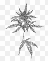 The Ultimate Guide To Cannabis Flower Vault Tweed - Drawing Emoji,Weed Plant Emoji
