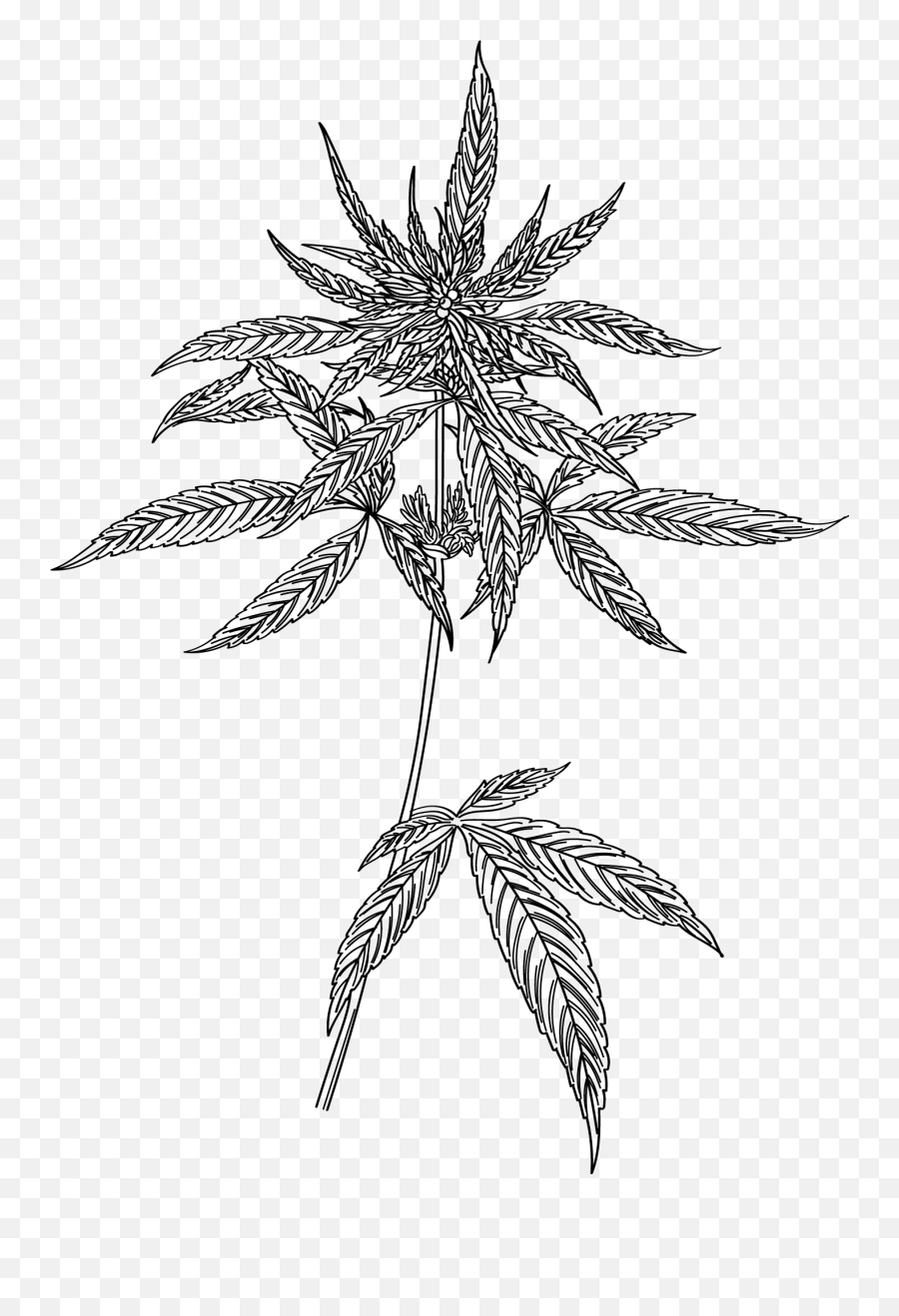 The Ultimate Guide To Cannabis Flower Vault Tweed - Drawing Emoji,Weed Plant Emoji