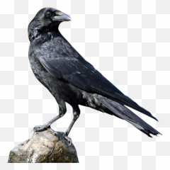 Crow Png Transparent Free Images - Transparent Background Raven Png Emoji,Raven Bird Emoji