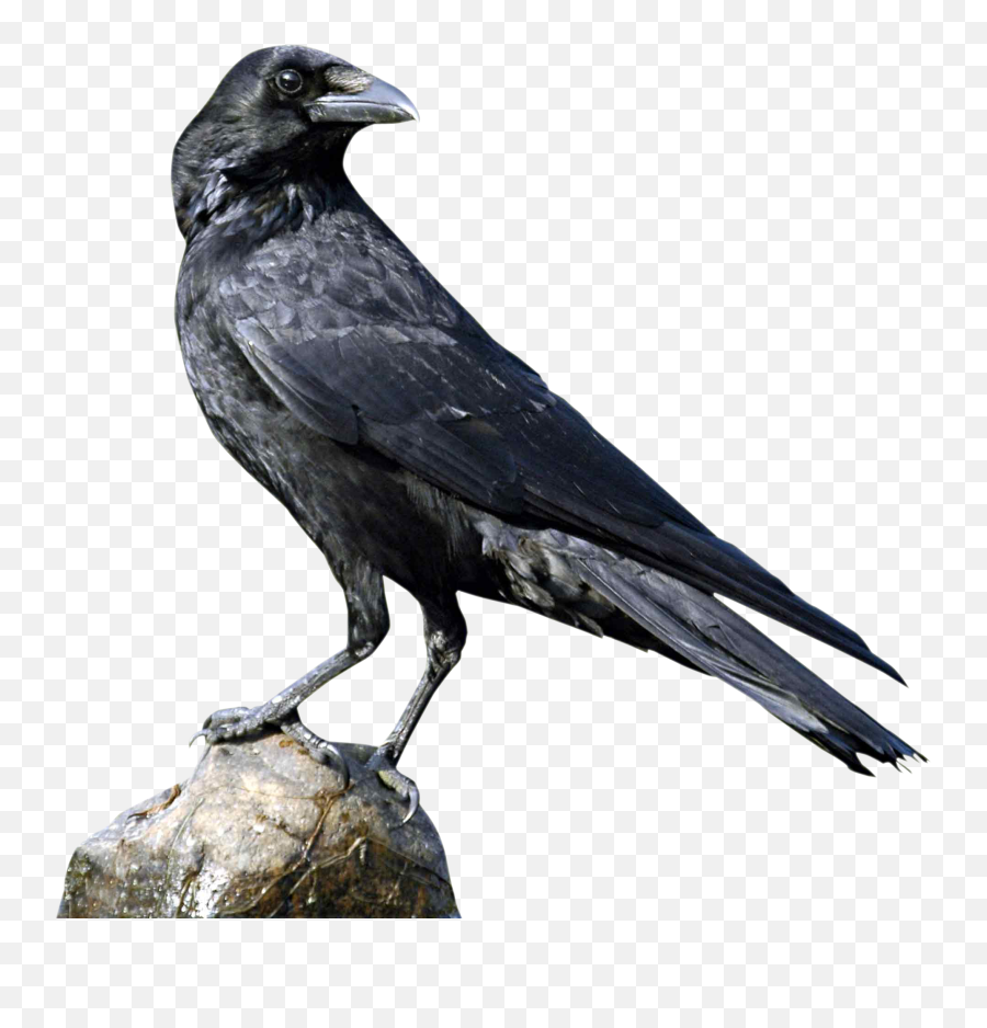 Crow Png Transparent Free Images - Transparent Background Raven Png Emoji,Raven Bird Emoji