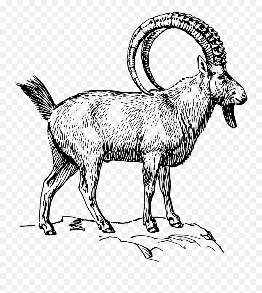 Free Black And White Baby Goat Download Free Clip Art Free - Mountain Goat Black And White Emoji,Goat Emoji