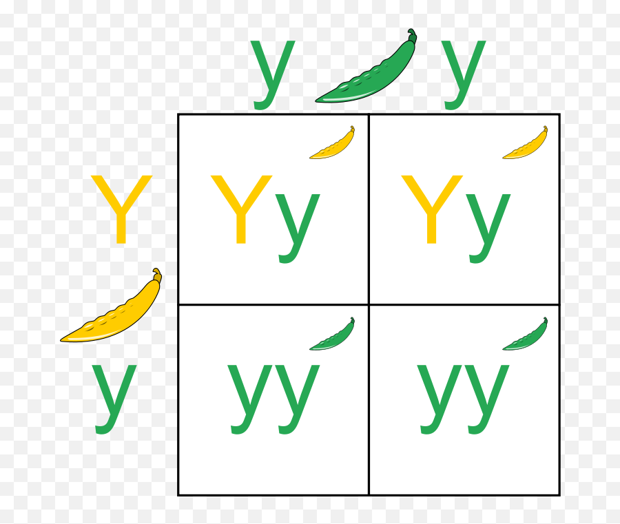 Punnett Square - Punnett Square Art Png Emoji,What Does A Cross In A Rectangle Emoji Mean
