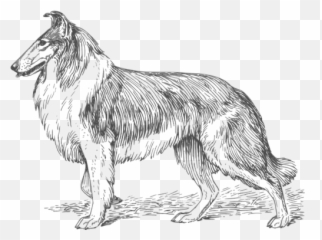 Collie Vector Graphics - Rough Black And White Clipart Emoji