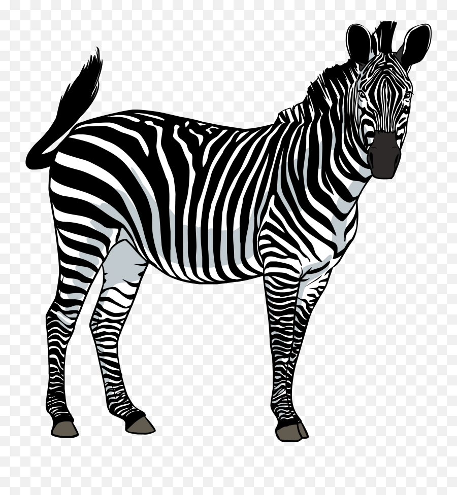 Png Zebra Transparent Png Clipart Free Download - Png Image Of Zebra Emoji,Zebra Emoji