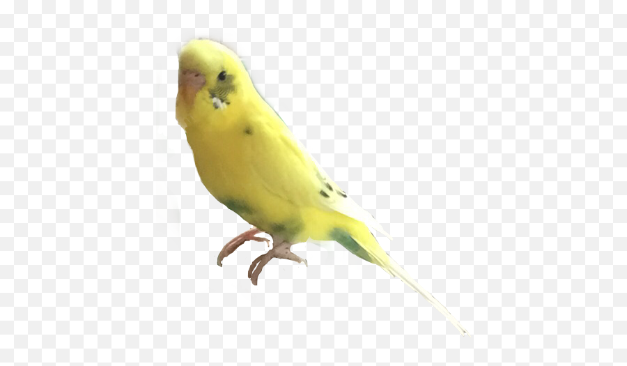 Parakeet Budgie Mybudgie Myparakeet - Budgie Emoji,Parakeet Emoji