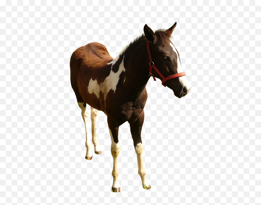 Horse Isolated Animal - Sorrel Emoji,Horse Emoji Facebook