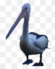 Pelican - Brown Pelican Emoji,Pelican Emoji