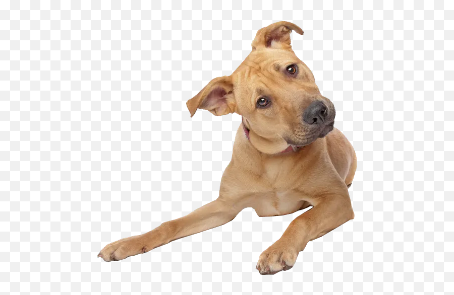 Unforgettable Cliparts Puppy Clipart Transparent - Dog Transparent Background Emoji,Cute Dog Emoji