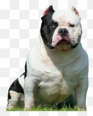 Pin By Rico Merc On American Bully Bully Dog Beautiful - American Bully Emoji,Boxer Dog Emoji