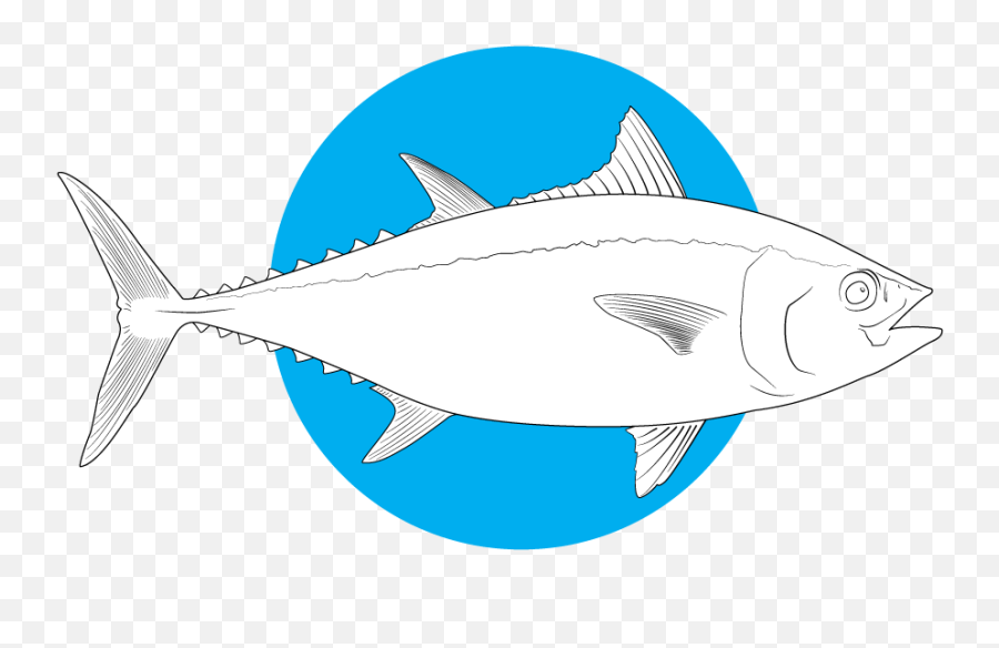 Download Bluefin Tuna - Bluefin Tuna Tuna Outline Emoji,Tuna Emoji