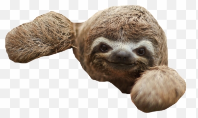Sloth Clip Art Portable Network Graphics Transparency - Transparent Background Sloth Png Emoji,Sloth Emoji