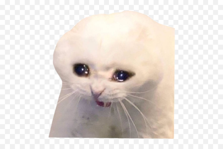 Sadcat Meme Sad Cat - Cat Grabs Treat Emoji,Sad Cat Emoji