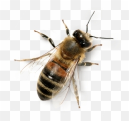 Bee Png And Vectors For Free Download - Honey Transparent Background Emoji