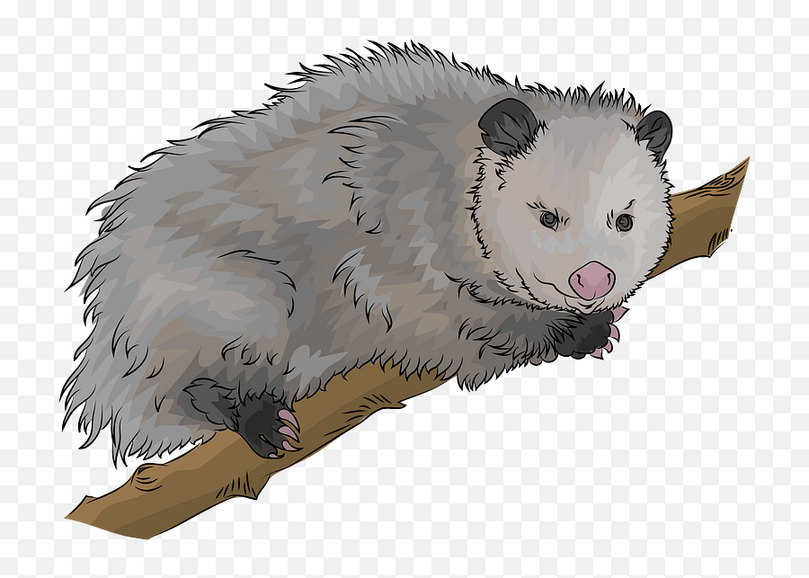 Virginia Opossum Clipart - Virginia Opossum Emoji,Possum Emoji