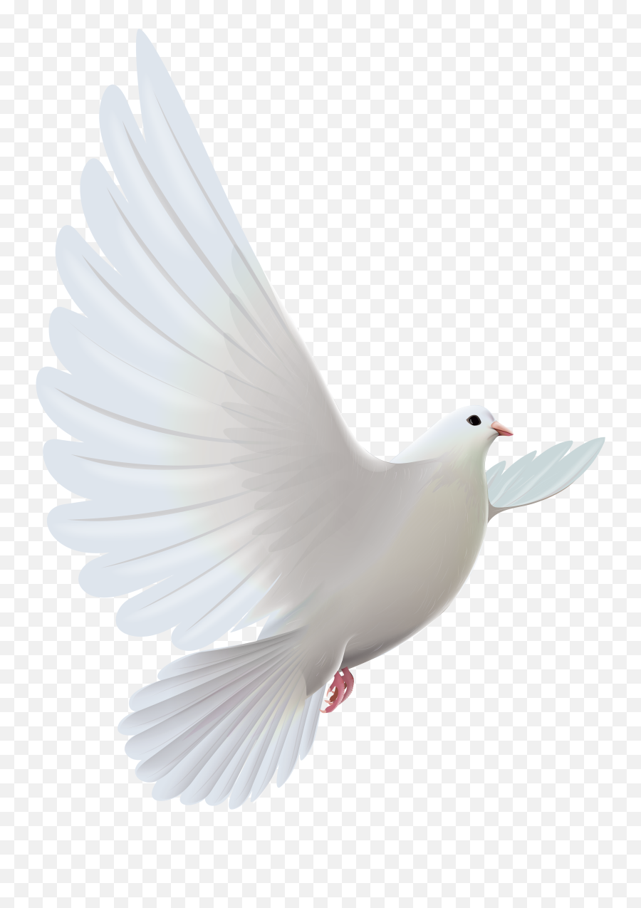 White Dove Transparent Png Clipart - Holy Spirit Transparent Dove Emoji,Dove Emoji Png
