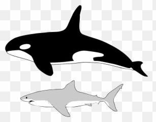 Size Of Orca And Great White Shark - Killer Whale Comparison Emoji