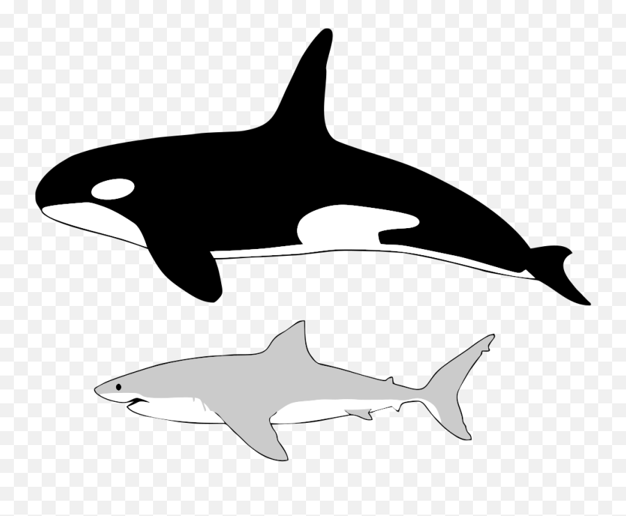 Size Of Orca And Great White Shark - Killer Whale Great White Size Comparison Emoji,Whale Emoticon Text