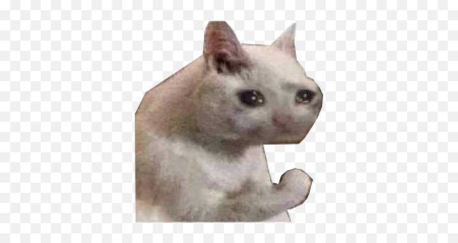 Png Sadcat - Sad Cat Discord Emoji,Sad Cat Emoji