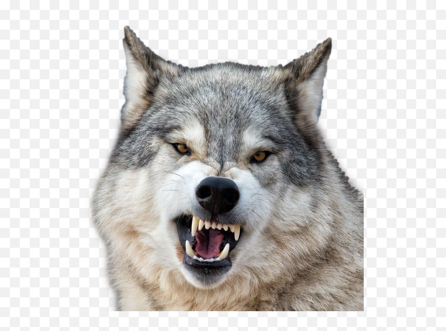 Wolf Growl Wolves - Grey Wolf Angry Emoji,Growl Emoji