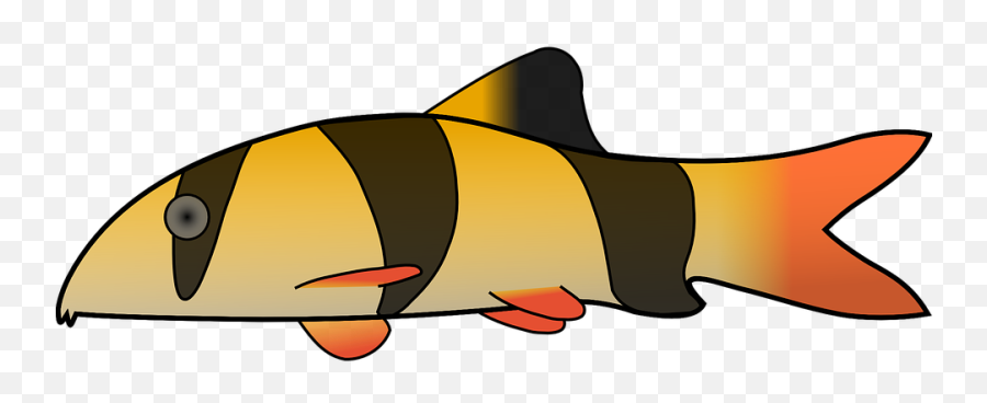Free Clown Fish Fish Images - Clown Loach Clipart Emoji,Fish Emoji