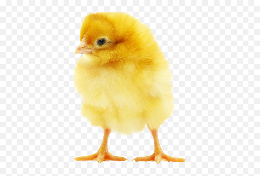 Chick Png And Vectors For Free Download - Baby Chicken Transparent Background Emoji,Baby Chicken Emoji