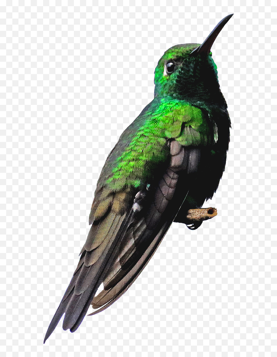 Hummingbird Png Images Free Download - Kolibri Png Emoji,Hummingbird Emoji