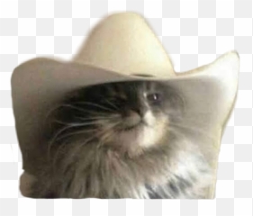 cato catslover catwithhat howdy - Cat In A Ten Gallon Hat Emoji