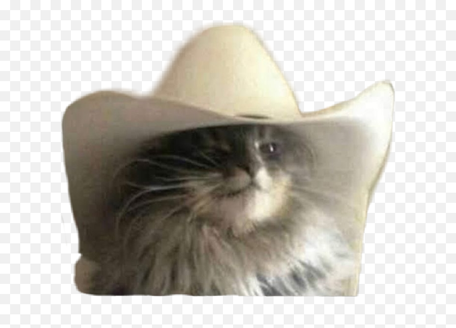 Cato Cat Catslover Catwithhat Howdy - Cat In A Ten Gallon Hat Emoji,Grey Cat Emoji