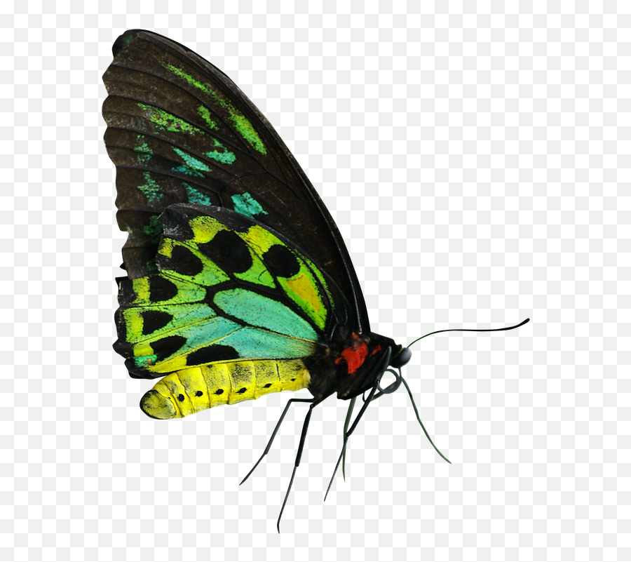 Ulat Gambar - Green Yellow Butterfly Emoji,Moth Emoji