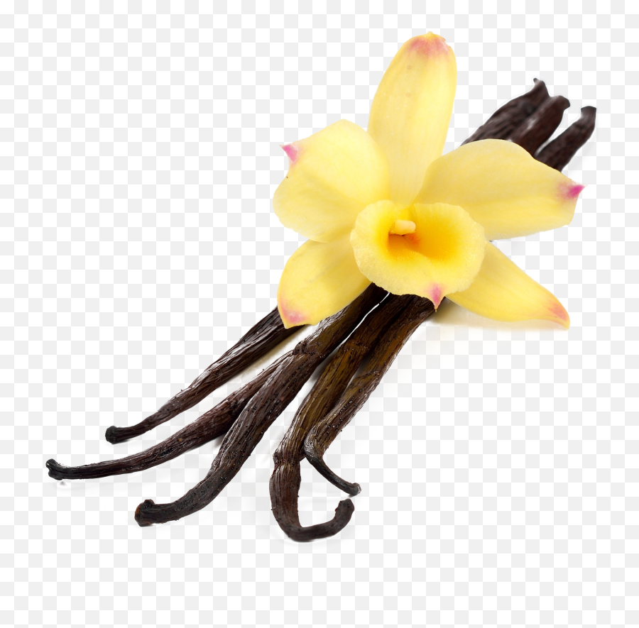 Vanilla Flower Png Vanilla Flower Png Transparent Free For - Vanilla Png Emoji,Vanilla Emoji