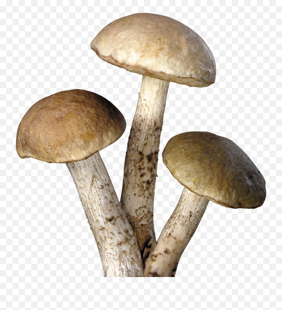 Mushroom Png - 10 Free Hq Online Puzzle Games On Mushroom Png Emoji,Mushroom Cloud Emoji