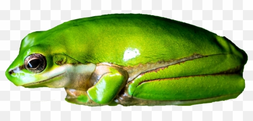 The Most Edited frog PicsArt - Pond Frogs Emoji