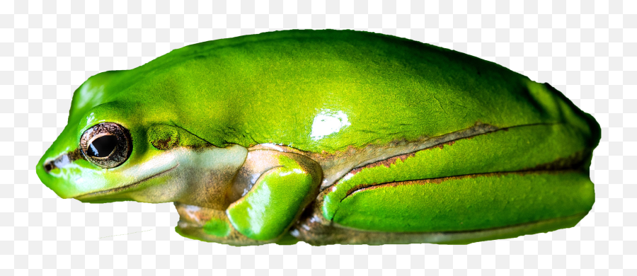 The Most Edited Frog Picsart - Pond Frogs Emoji,Frog Face Emoji