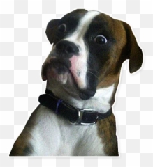 Meme Stickers Stickers For Telegram - Wasn T Expecting That Meme Emoji,Boxer Dog Emoji