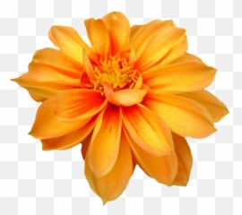 Download Flower Free Png Transparent - Orange Emoji