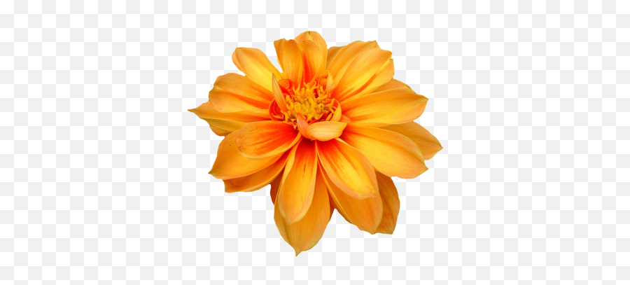 Download Flower Free Png Transparent - Transparent Orange Flower Png Emoji,Orange Flower Emoji