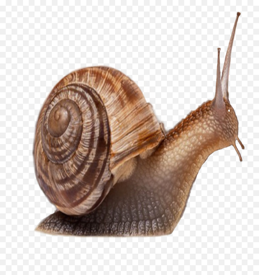 Snail Slow Shell Sticker - Invertebrates Animals Emoji,Snail Emoji
