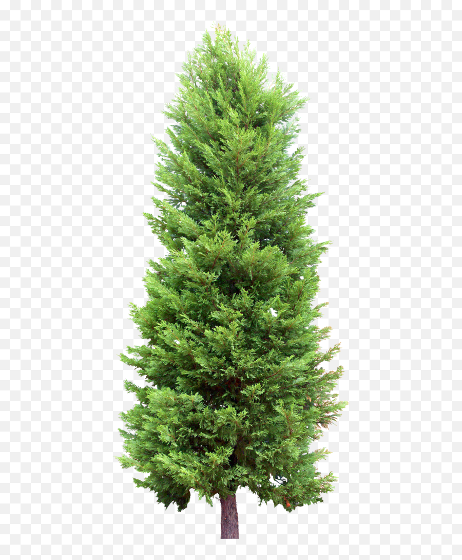 Tree Forest Pine Tree - Sticker By Aswaaks Tree Without Background In Png Emoji,Pine Tree Emoji