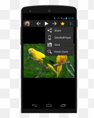 Animal Wallpaper Hd 1 - Golden Conure Emoji