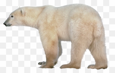 Little Polar Bear Clip Art Image - Polar Bear Transparent Background Emoji,Polar Bear Emoji