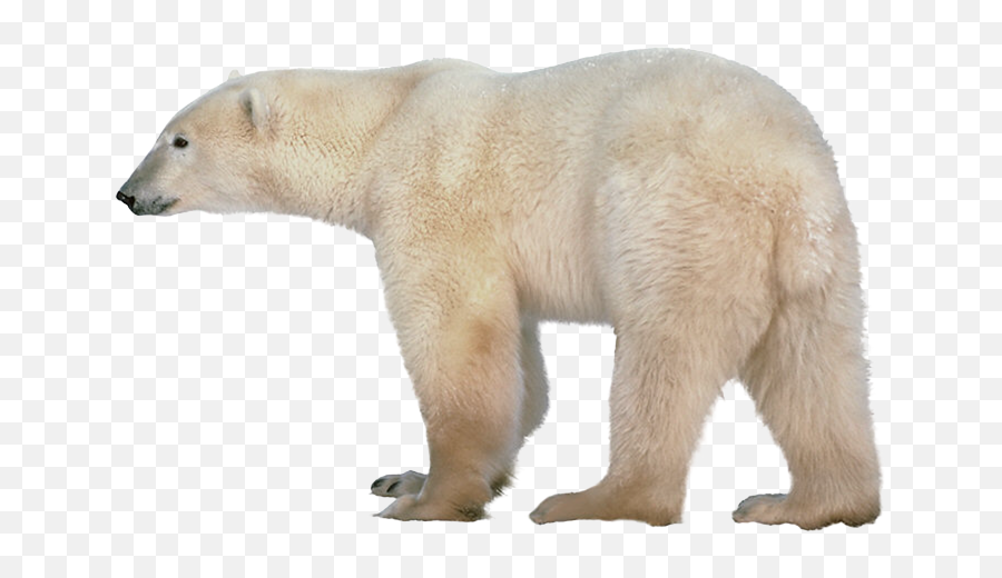 Little Polar Bear Clip Art Image - Polar Bear Transparent Background Emoji,Polar Bear Emoji