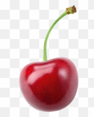 Cherry Png Images Cherry Blossom - Cherry Png Emoji,Cherries Emoji